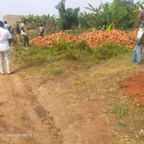 A picture of Polots on bombo road