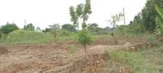 A picture of PLOT FOR SALE AT 13 MILLION UGX WITH READY TITLE