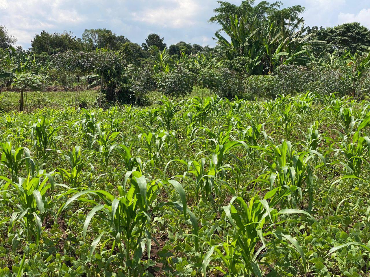 A picture of Busubuzi Prime 2 Acres for sale Kitanda Bombo rd 125m