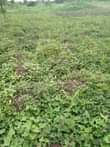 A picture of 15 fertile acres on sale all at 157 5m 10