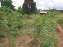 A picture of KIWANHA 40 KWA 40MITA KIPO BARABARA KUU YA MLANDIZI MZENGA
