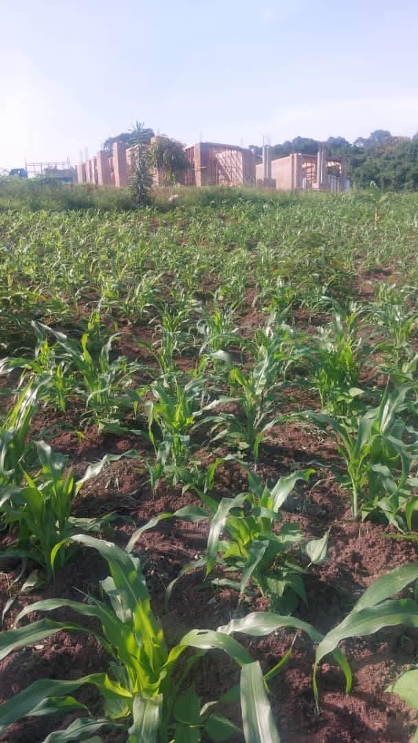 A picture of Land plot