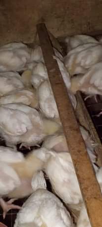 A picture of 08067734772 08144684782 08161654934