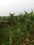 A picture of Kamengo Masaka rd 25 acres for wholesale
