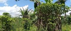 A picture of 3acres in photos with coffee banana plantation each at 16