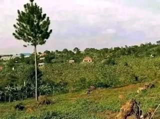 Ssentumbwe B.