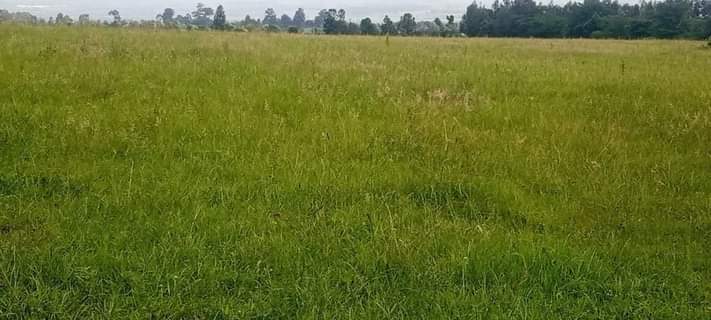 Muchiri B.