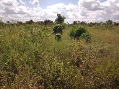 A picture of SHAMBA HEKA 6 NAUZA KILA HEKA TSH 280 000 HATA