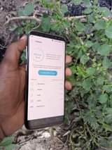 A picture of SAMSUNG S8