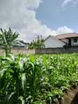 A picture of Kinauzwa pale Kwa idi kina ukuta pande zote