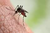 A picture of Mosquito killer machine 0687369088