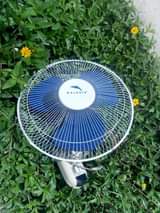 fans