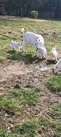 A picture of FEW GOATS REMAINING FOR GRAB WITH READY DELIVERIES EVERY WEEK