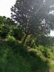 A picture of 8acres at 76m 14km from kikyusa trading center