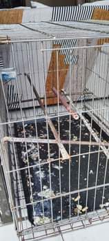 A picture of CAGE