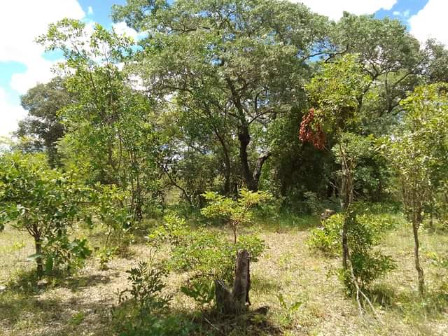 stands