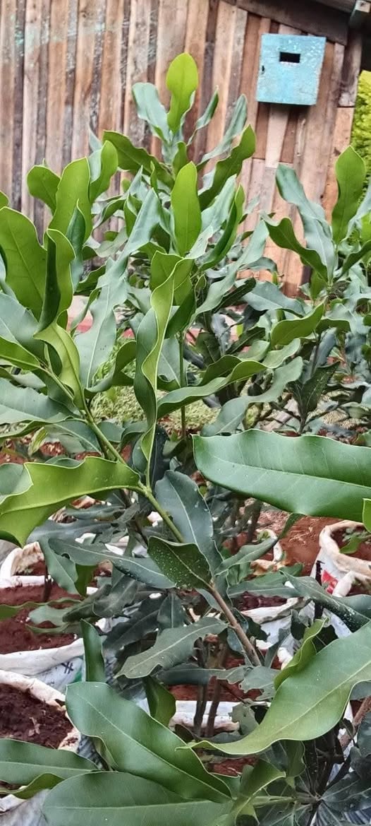 seedlings