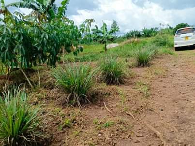 A picture of  CHEAP PLOTS .on SALE MATUGGA KIWEBWA NEAR MANZE TOWN