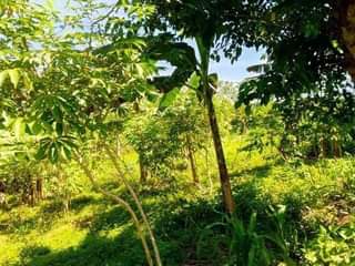 A picture of  9.5 READY TITLE PLOTS ON QUICK SALE 9.5m kisubuzi