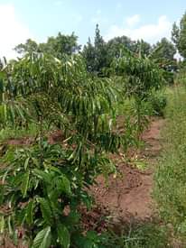 A picture of PLOT FOR SALE AT KASANA LUWEERO