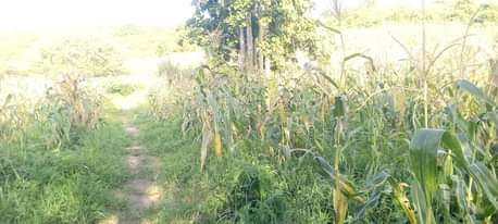 A picture of Shamba la eka 20 linauzwa shamba hili lipo hapa kiwangwa
