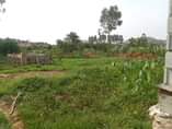 A picture of Gangu makindye ssabagabo plot on quick sale