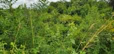 A picture of Shamba linauzwa chalinze eka 150 pga cm 0659628665