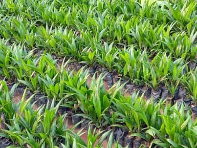 A picture of Oil Palm