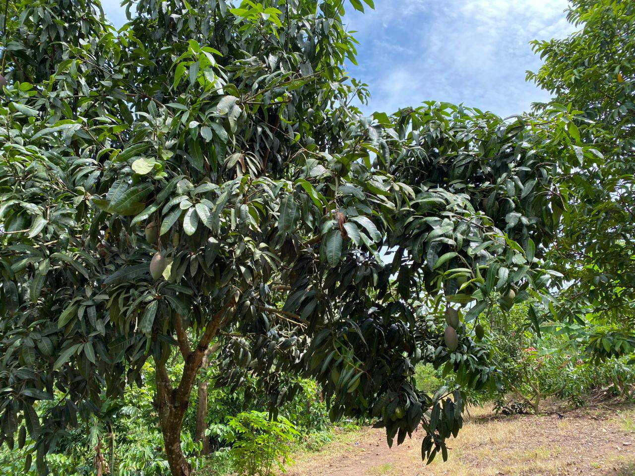 A picture of 3 ACRES ON SALE WITH A 3 BEDROOM HOUSE IN