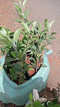 A picture of Apples seedlings