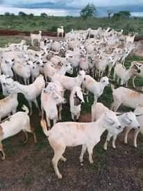 A picture of NEW GALLA GOATS