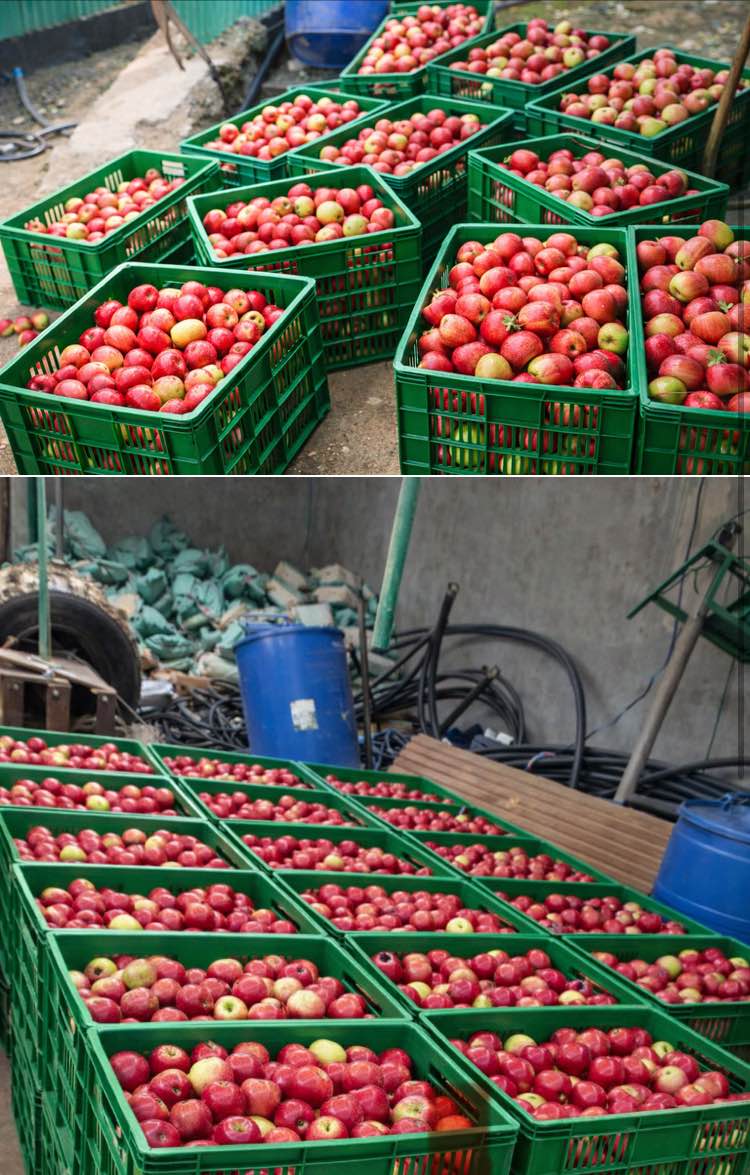 A picture of Apples for you