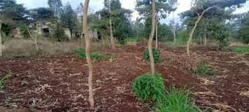 Njerisious J.