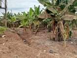 A picture of LAND FOR SALE 37 Decimals available for sale in Zana