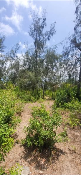 A picture of BEACHFRONT PLOT FOR SALE IN FUKUCHANI