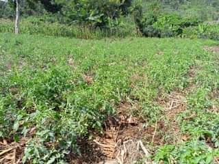 A picture of LAND ON SALE