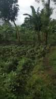 A picture of Plot Farm Fir Sale
