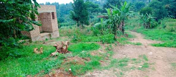 A picture of Anti Mr property management I HAVE 2 PLOTS FOR LOCATED