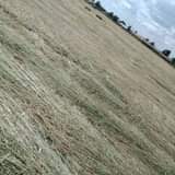 grass