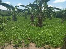 A picture of 7 ACRES OF LAND 0758873724
