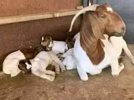 A picture of FEW GOATS REMAINING FOR GRAB WITH READY DELIVERIES EVERY WEEK