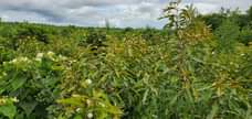 A picture of Shamba linauzwa chalinze eka 150 pga cm 0659628665