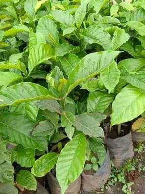 A picture of Our dear customers the rainy season has started we are