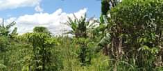 A picture of 3acres in photos with coffee banana plantation each at 16