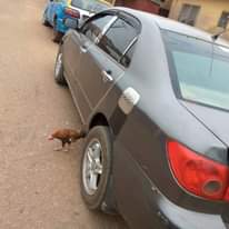 A picture of 2004 Toyota corolla 04 3000