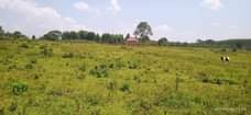 A picture of Kakiri Mwera Estate