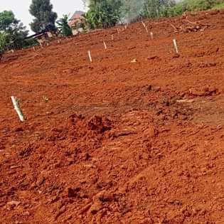 A picture of BuPLOTS ON SALE In BUJUUKO TOWN Mityana RD READY LAND