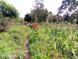 A picture of PLOTS WITH READY TITLE ON SALE Located at matugga bombo