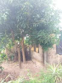 A picture of Nyumba