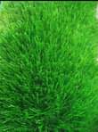 A picture of Artificial Grass carpet 0705374901 0776763178.